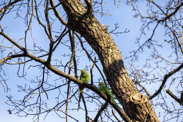 Mavi gökyüzüne karşı ağaç dalları