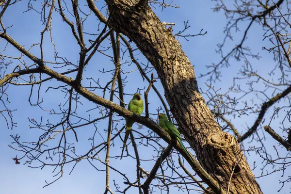 Mavi gökyüzüne karşı ağaç dalları