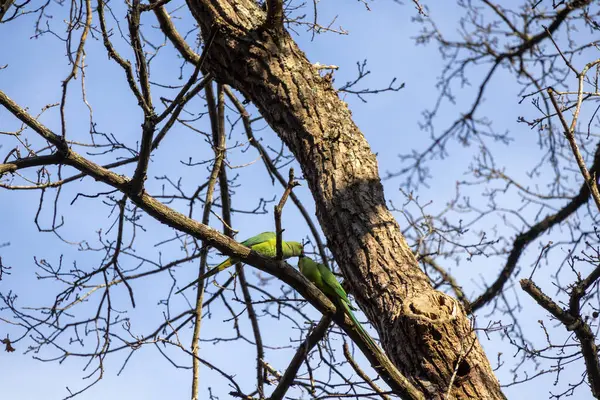 Mavi gökyüzüne karşı ağaç dalları