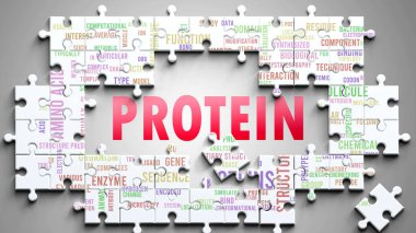Protein karmaşık bir konu, önemli konularla ilgili. Proteinle ilgili en önemli fikir ve ifadelerden oluşan bir bulmaca ve kelime bulutu olarak resmedilmiş..