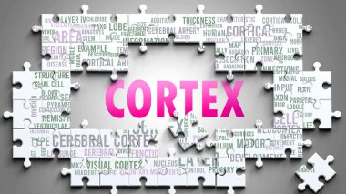 Cortex as a complex subject, related to important topics. Pictured as a puzzle and a word cloud made of most important ideas and phrases related to cortex. clipart