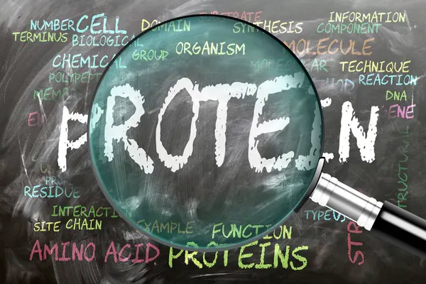 stock image Protein being studied, examined - under close inspection. Most important subjects and ideas closely related to protein written on a blackboard inspected by a magnifying glass.