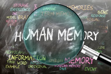 İnsan hafızası inceleniyor, yakından inceleniyor. En önemli konu ve fikirler insan hafızasıyla yakından ilişkilidir..