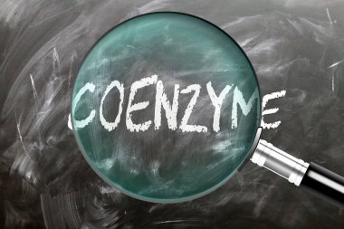 Koenzim - öğren, çalış ve incele. Koenzime daha yakından bakıyorum. Tahtaya 