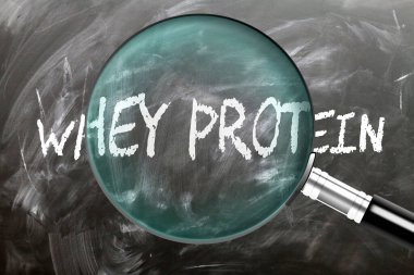 whey Protein - öğren, çalış ve incele. Süt proteinine daha yakından bakıyorum. Tahtaya 'Süt proteini' yazan büyüteç.
