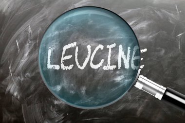 Lökosin, öğren, çalış ve incele. Lökosine daha yakından bakıyorum. Tahtaya 