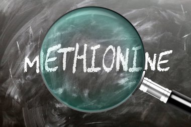 Methionine, öğren, çalış ve incele. Metiyonine daha yakından bakıyorum. Tahtaya 'methionine' yazan büyüteç.