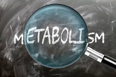 Metabolizma - öğren, çalış ve incele. Metabolizmaya daha yakından bakıyorum. Tahtaya 