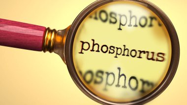 Büyüteç altında fosfor var. Fosforun tam analizi ve teftişi. Fosfora daha yakından bakıyorum. Fosfor kavramının incelenmesi