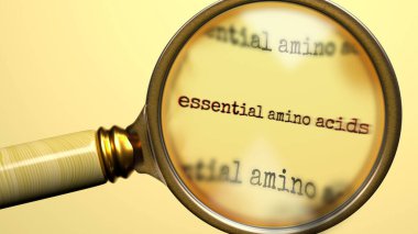 Büyüteç altında gerekli Amino Acids. Temel amino asitleri ara, araştır ve incele. Daha yakından bakın ve gerekli amino asitleri analiz edin..