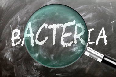 Bakteriler - öğrenin, çalışın ve inceleyin. Bakterilere daha yakından bakıyorum. Tahtaya 