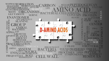 D-Amino Ascids önemli konularla ilgili karmaşık bir konu. D-amino asitlerle ilgili en önemli fikir ve cümlelerden oluşan bir bulmaca ve kelime bulutu olarak resmedilmiş..