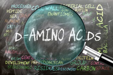 D-Amino Acids inceleniyor ve yakından inceleniyor. En önemli konular ve fikirler D-amino asitlerle yakından ilişkilidir. Bir büyüteç tarafından incelenen kara tahtaya kelime bulutu olarak yazılmıştır..