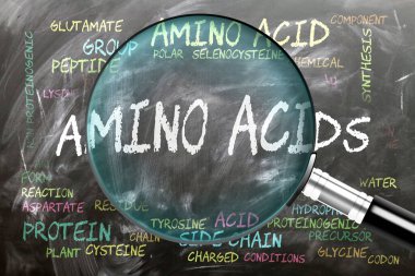 Amino Acids inceleniyor ve yakından inceleniyor. En önemli konular ve fikirler amino asitlerle yakından ilişkilidir. Bir büyüteç tarafından incelenen kara tahtaya kelime bulutu olarak yazılmıştır..