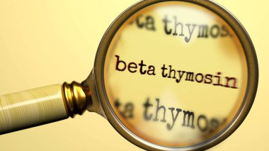 Beta Thymosin inceleniyor, inceleniyor ve araştırılıyor. Yakından bak. Beta timozinin anlamını araştırmanın, araştırmanın ve analiz etmenin sembolü.