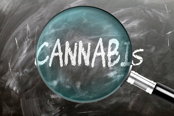 Каннабис под наблюдением, экспертизой и расследованием. Взгляни поближе. Символ исследования, изучения и анализа значения конопли