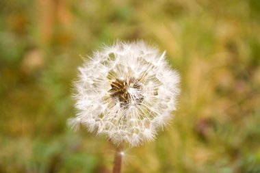 Dandelion background beauty of nature.