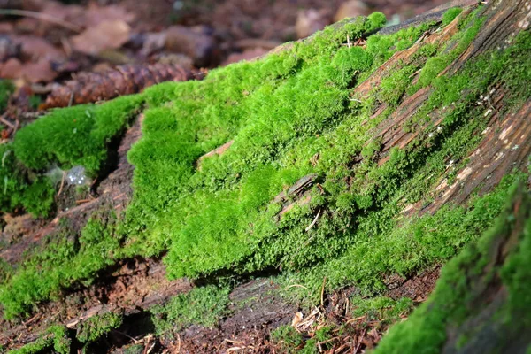 Tree stump moss in Giant mountains.