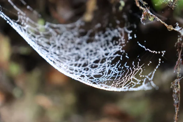 ormanda spiderweb.