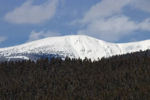 stock image the winter mountains with a snow covered trees