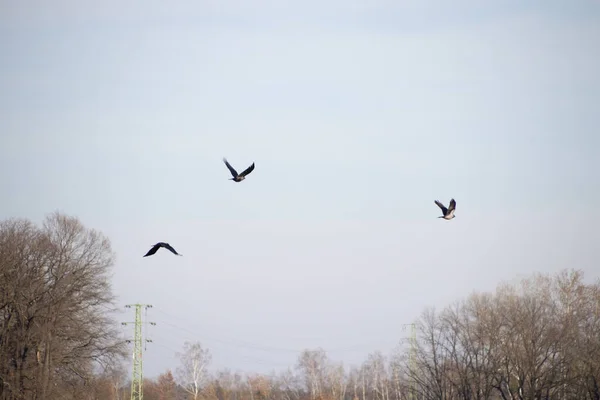 Gökyüzünde Kuş Sürüsü — Stok fotoğraf