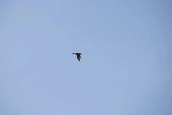 Mouette Volant Dans Ciel — Photo