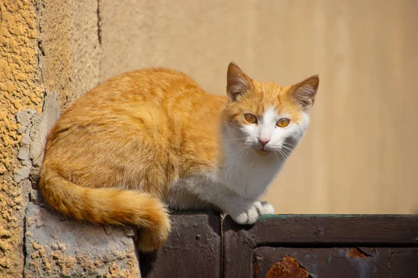 stock image cat on the street