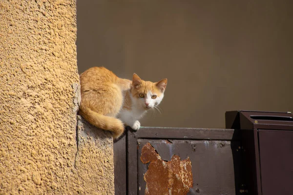 Kedi sokakta oturuyor.