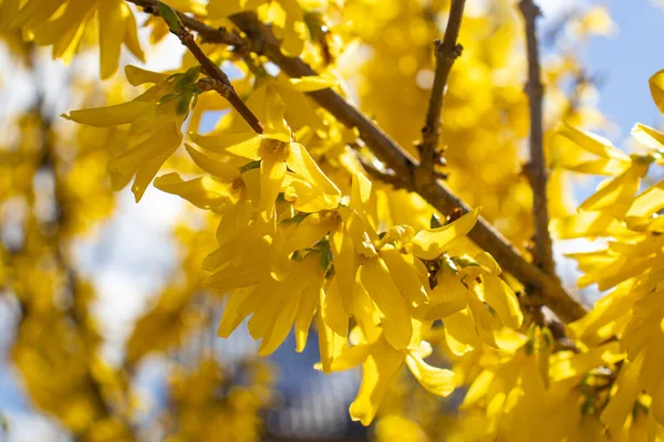 Hermosas Hojas Primavera Amarillas Naranjas Parque Día Soleado — Foto de Stock