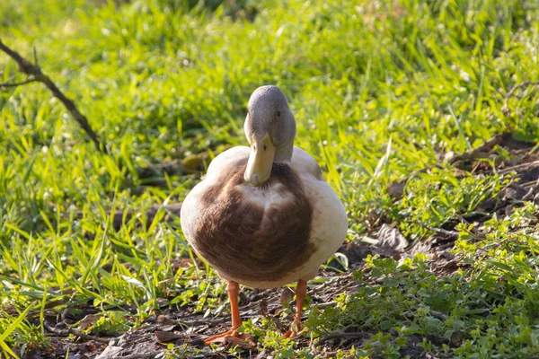 鸭在绿草里 — 图库照片