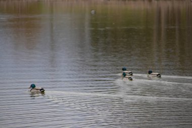 Bir grup ördek ve bir ördek göletin yüzeyinde, güneşli güzel bir gün