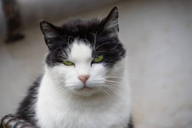 Güzel gözleri olan siyah beyaz bir kedi