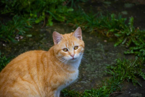 Bahçede bir kedi