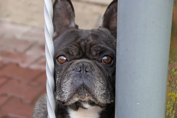 Köpek kafeste oturuyor.