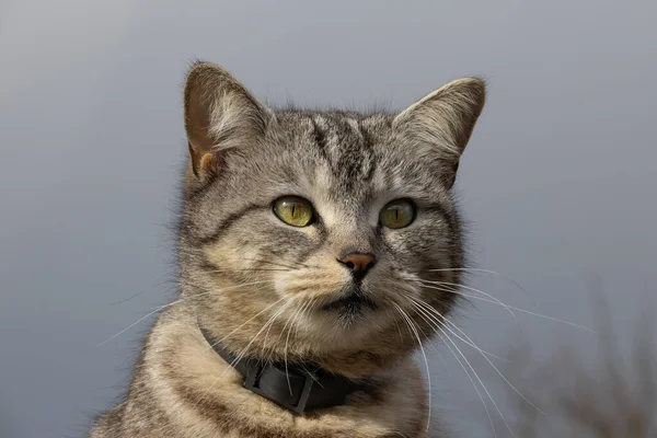 Şirin gri kedi, gri gözler ve kedi yavrusunun yeşil noktaları. Evcil hayvan konsepti.