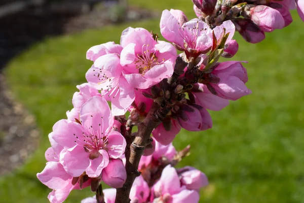 Ağaçta çiçek açan pembe sakura.