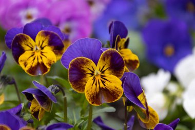 Karnaval festivalinde eğlenen bir grup genç..