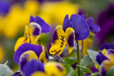 Karnaval festivalinde eğlenen bir grup genç..