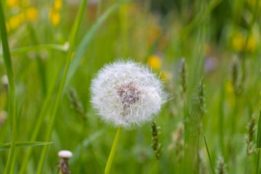 Çayırdaki karahindiba