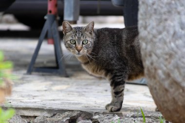 Sokakta tekir kedisi kaygılı evi