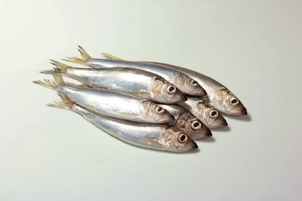 Beyaz Arka Planda Ringa Balığı Clupea Harengus Membras — Stok fotoğraf