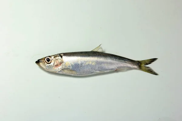 Beyaz Arka Planda Ringa Balığı Clupea Harengus Membras — Stok fotoğraf