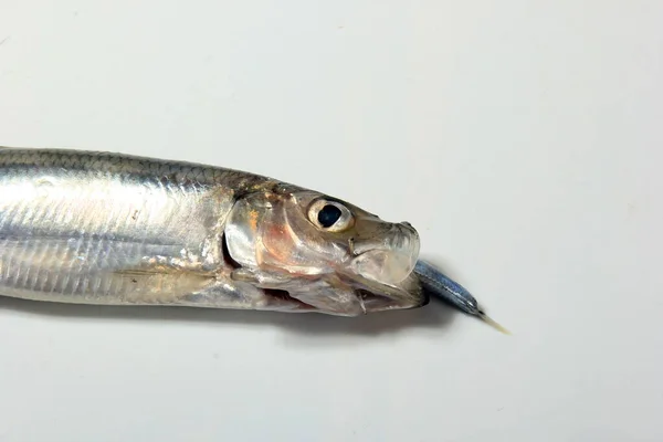 白底鲱鱼或波罗的海鲱鱼 Clupea Harengus Membras — 图库照片