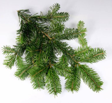 Beyaz arka planda izole edilmiş iğneleri olan yeşil köknar ağacı ladin dalı. Üst görünüm 