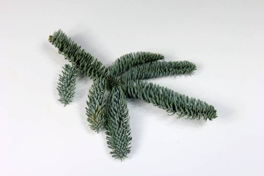 Beyaz arka planda izole edilmiş iğneleri olan yeşil köknar ağacı ladin dalı. Üst görünüm 