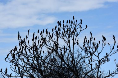 Staghorn sumac veya kadife sumac gökyüzüne karşı siluet, Rhus typhina