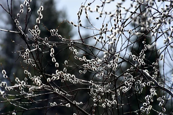 Beautiful Spring Flower Willow Pussy Backlight — Φωτογραφία Αρχείου
