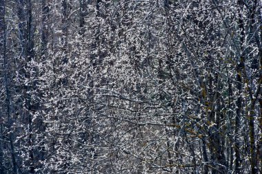 Beautiful spring flower willow pussy in backlight