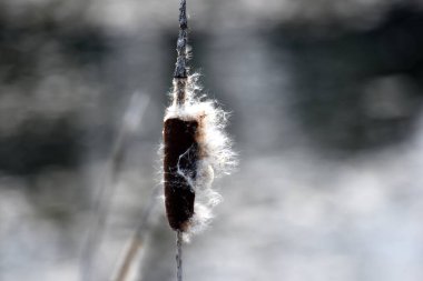 İlkbaharda su kenarında büyüyen örümcek laleli kedi kuyruğu yaprakları ve çiçek. Acorus (Acorus Calamus) veya tatlı bayrak 