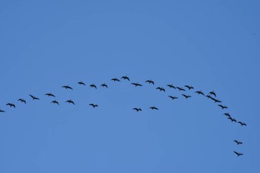 Göçmen kuşlar mavi gökyüzünde